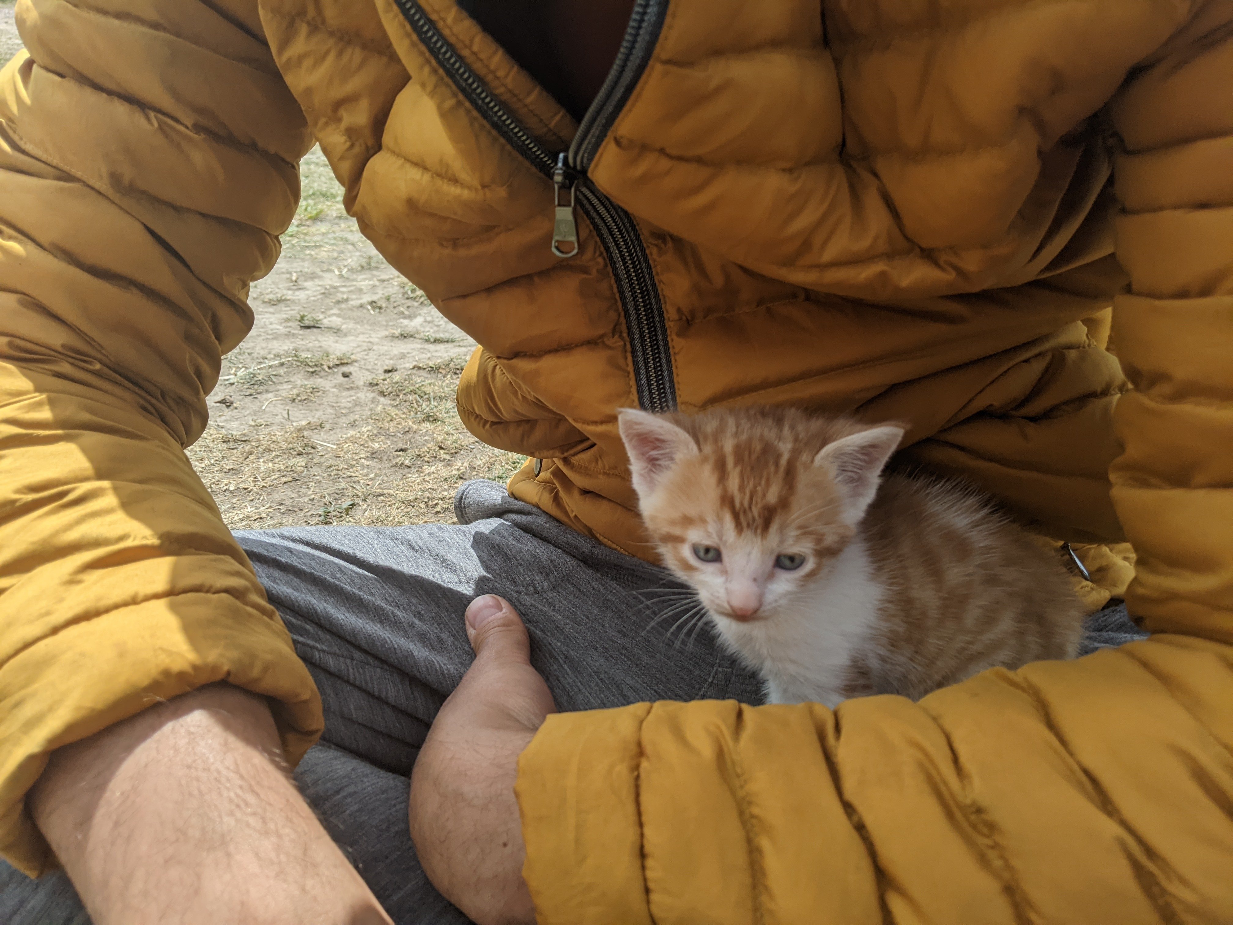 Harina, a kitten found in Candelario Mancilla